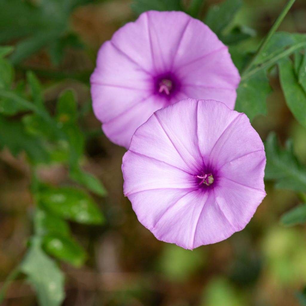 Convolvulus althaeoides - Mediterrane winde