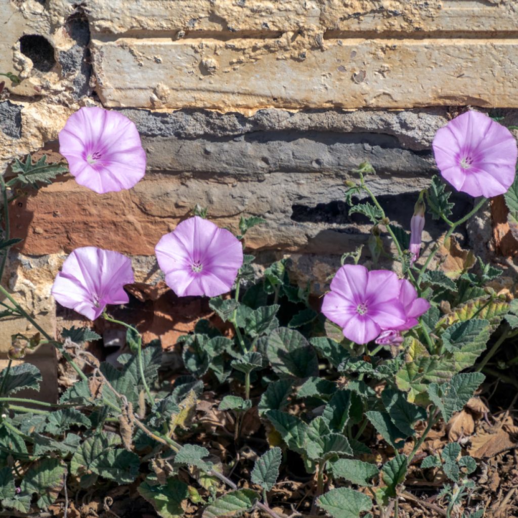 Convolvulus althaeoides - Mediterrane winde