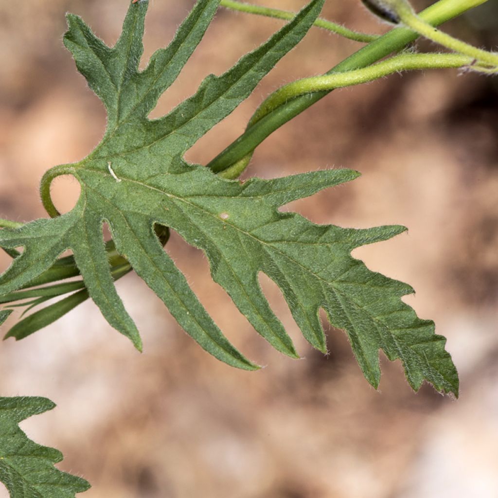 Convolvulus althaeoides - Mediterrane winde
