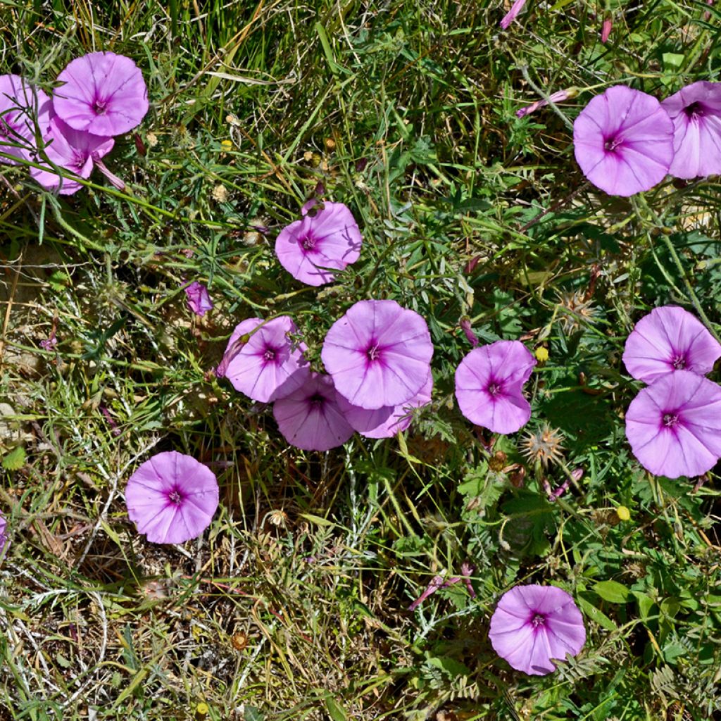 Convolvulus althaeoides - Mediterrane winde