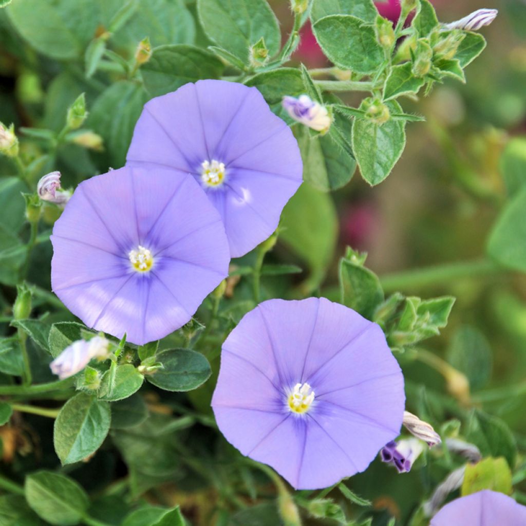 Convolvulus sabatius - Winde