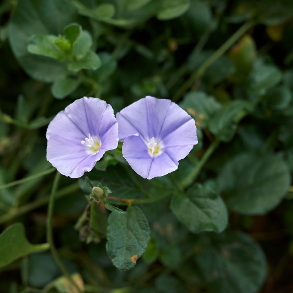 Convolvulus sabatius - Winde