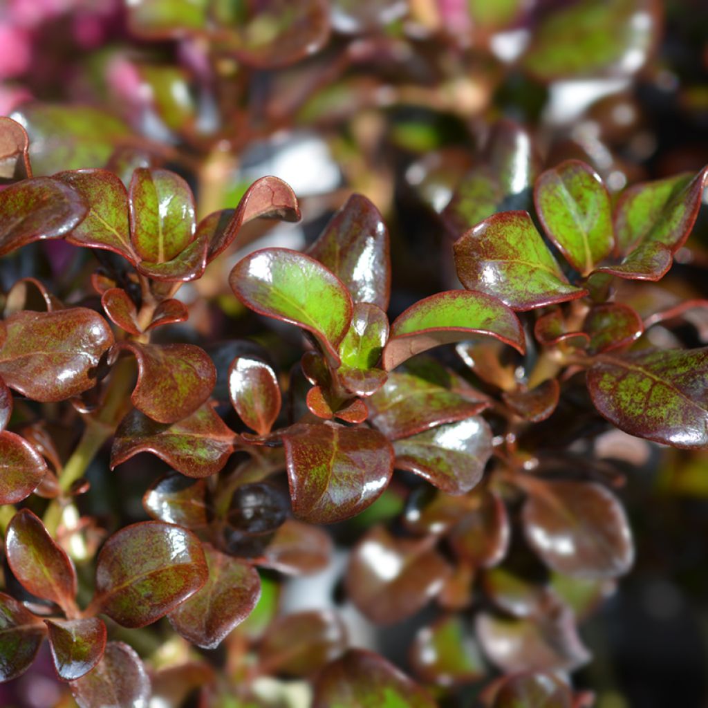 Coprosma Chocolate Soldier - Spiegelplant
