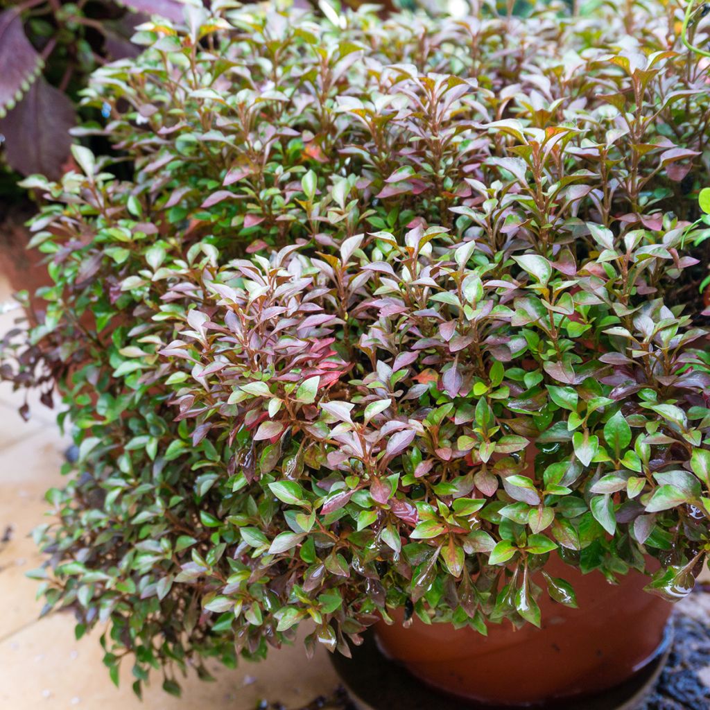Coprosma Evening Glow - Spiegelplant