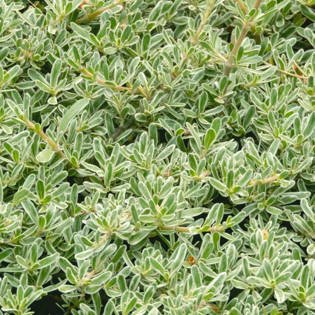 Coprosma Variegata - Spiegelplant