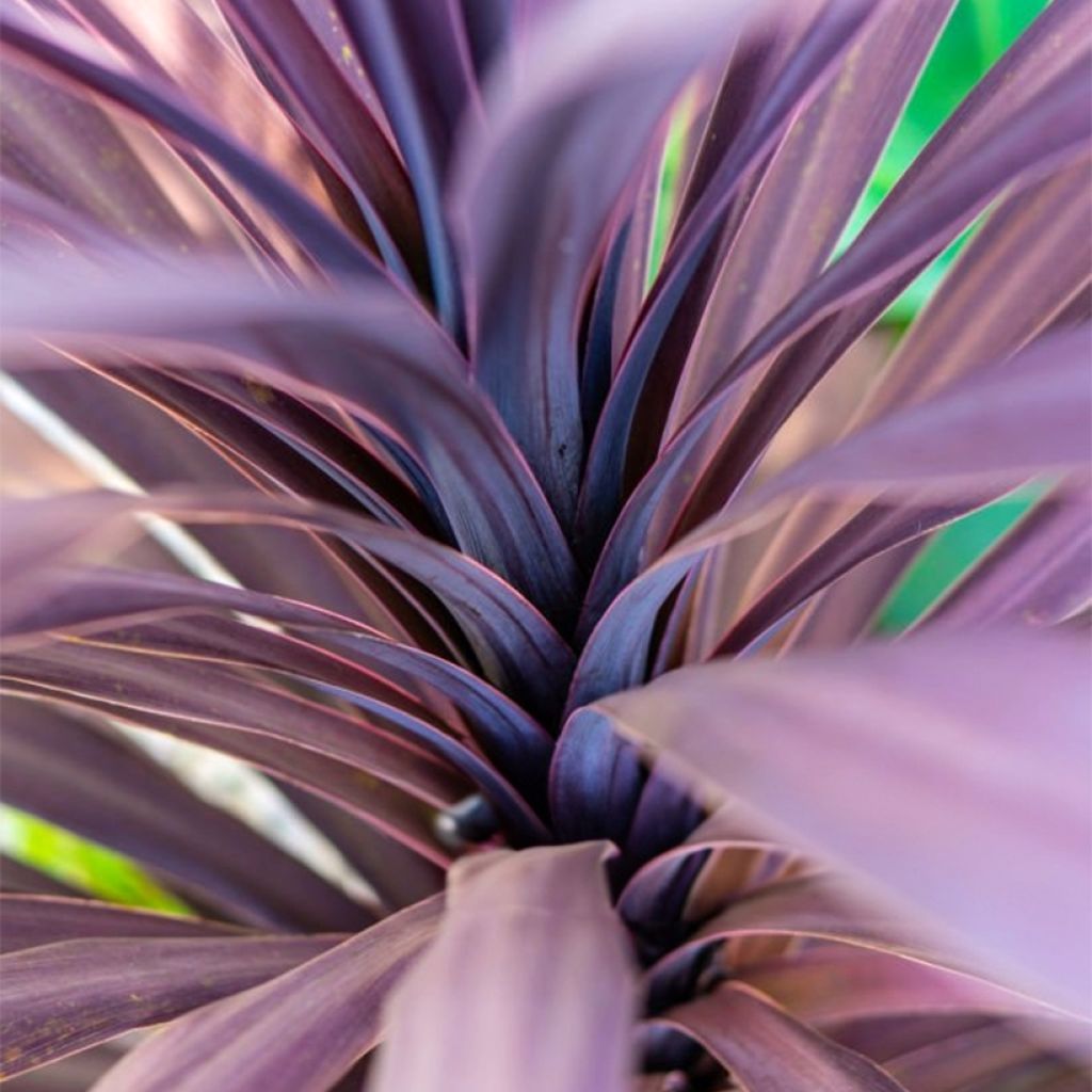 Cordyline australis Black Knight - Koolpalm