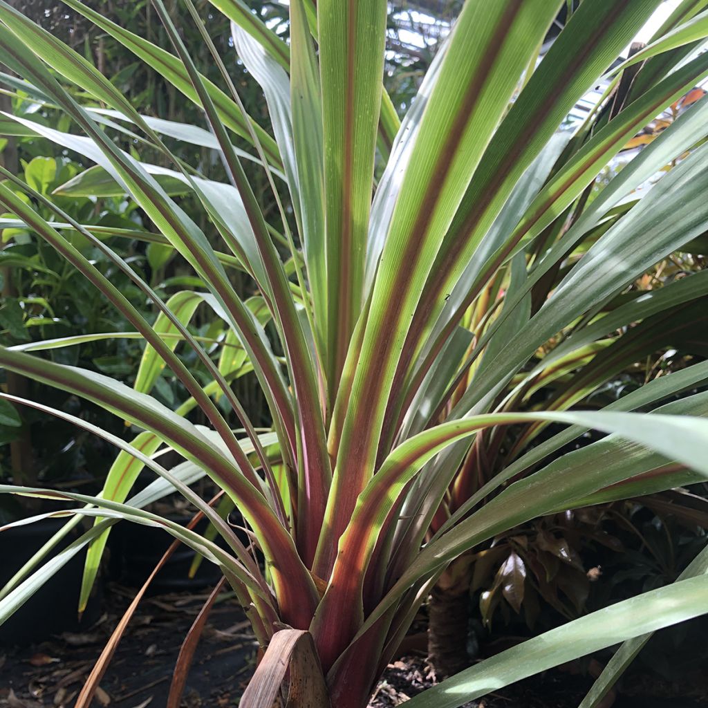 Cordyline australis Peko