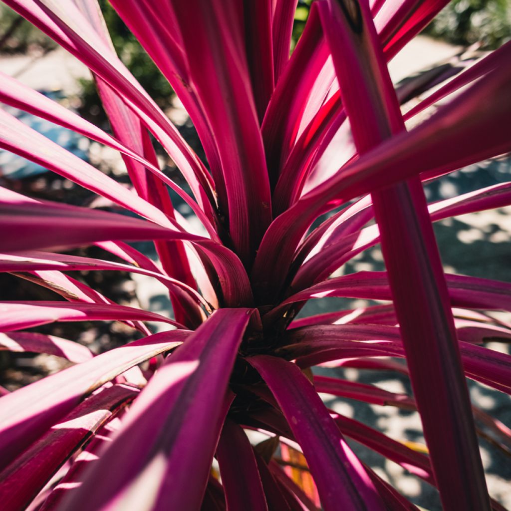 Cordyline australis Pink Passion - Koolpalm