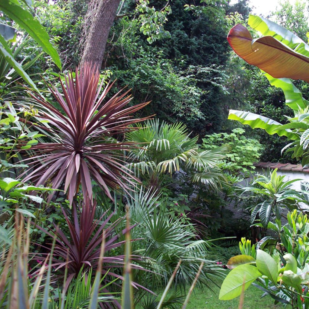 Cordyline australis Purpurea - Koolpalm