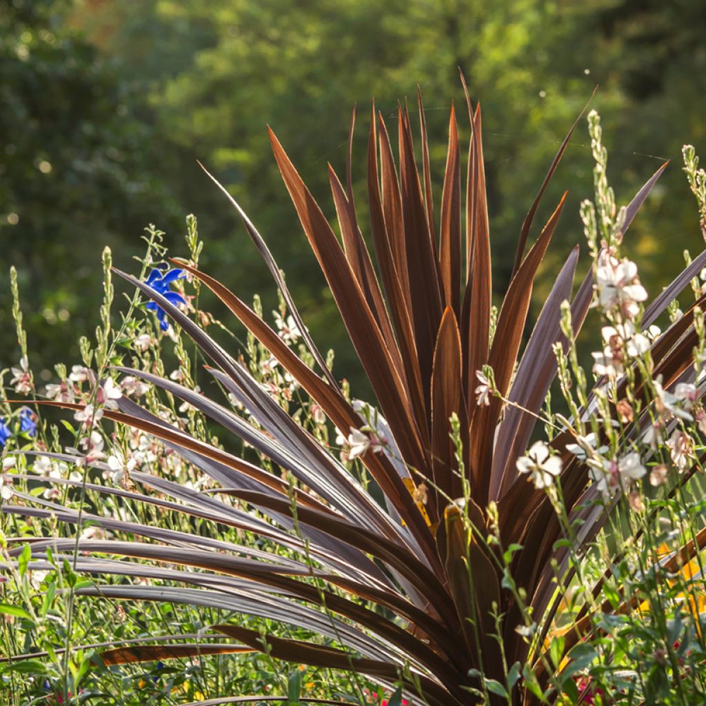 Cordyline australis Purpurea - Koolpalm