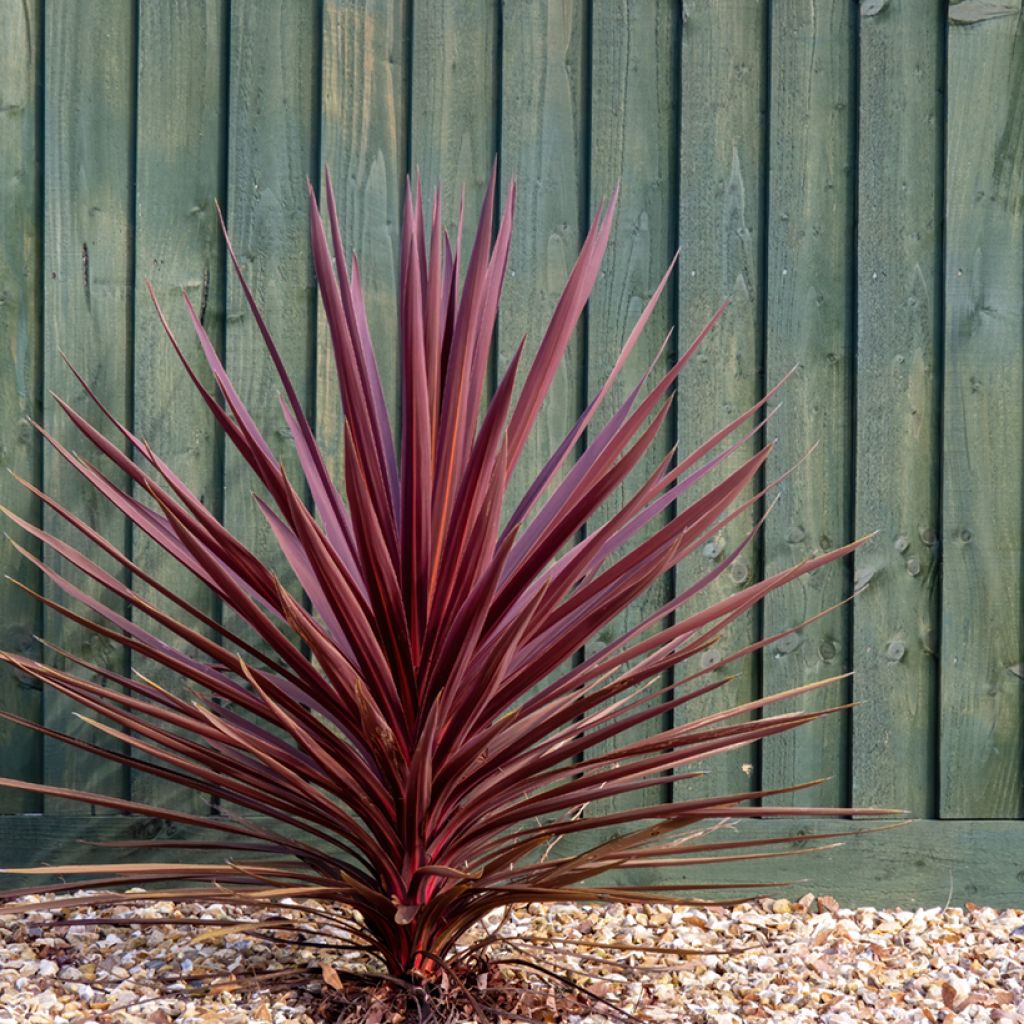 Cordyline australis Purpurea - Koolpalm