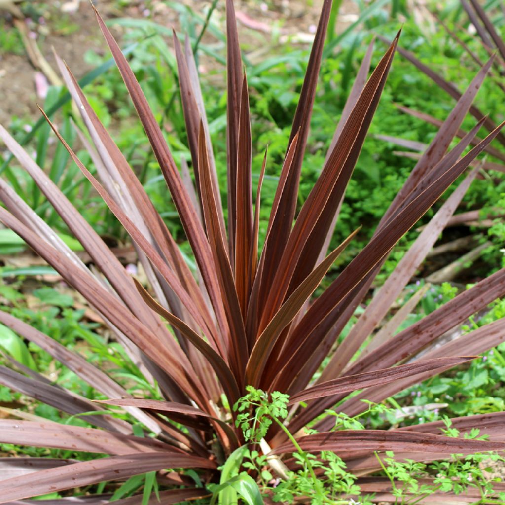 Cordyline australis Purpurea - Koolpalm