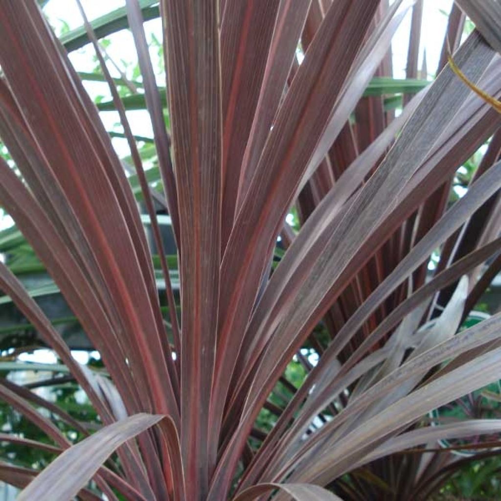 Cordyline australis Red Star - Koolpalm