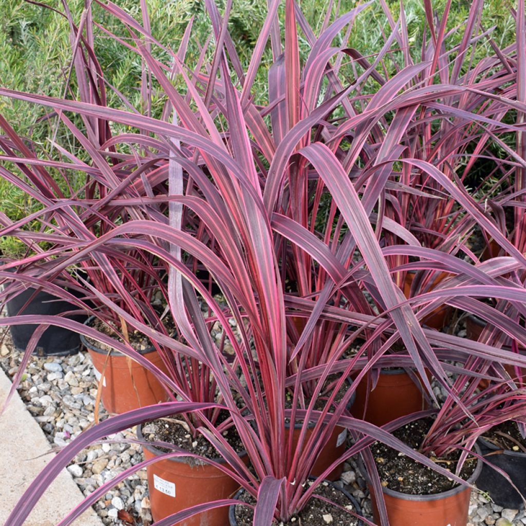 Cordyline australis Sunrise - Koolpalm
