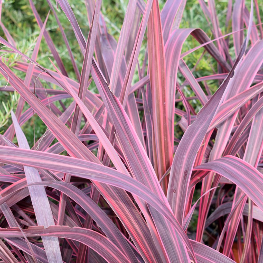 Cordyline australis Sunrise - Koolpalm