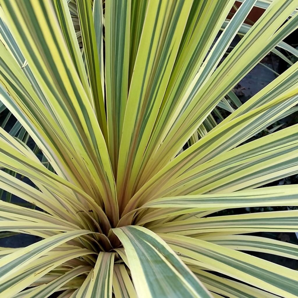 Cordyline australis Torbay Dazzler - Koolpalm