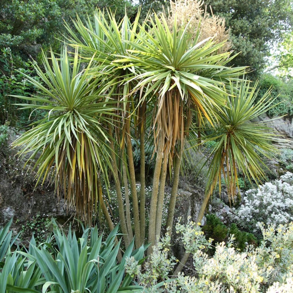 Cordyline australis