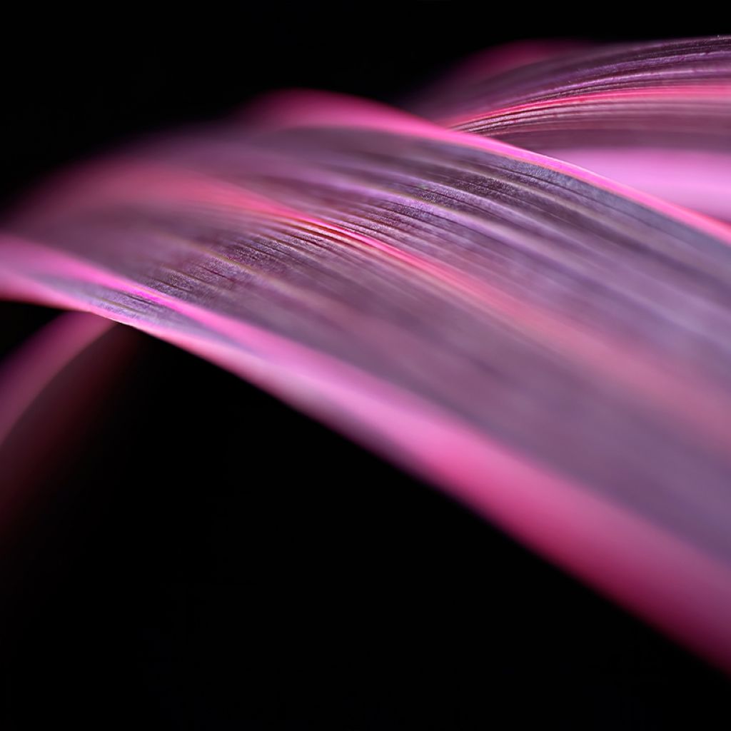 Cordyline banksii Electric Pink - Koolpalm