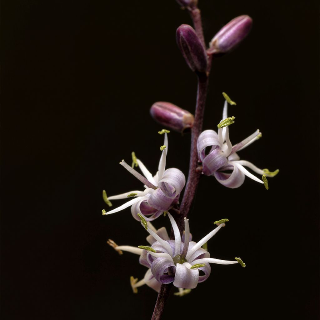 Cordyline banksii Electric Pink - Koolpalm