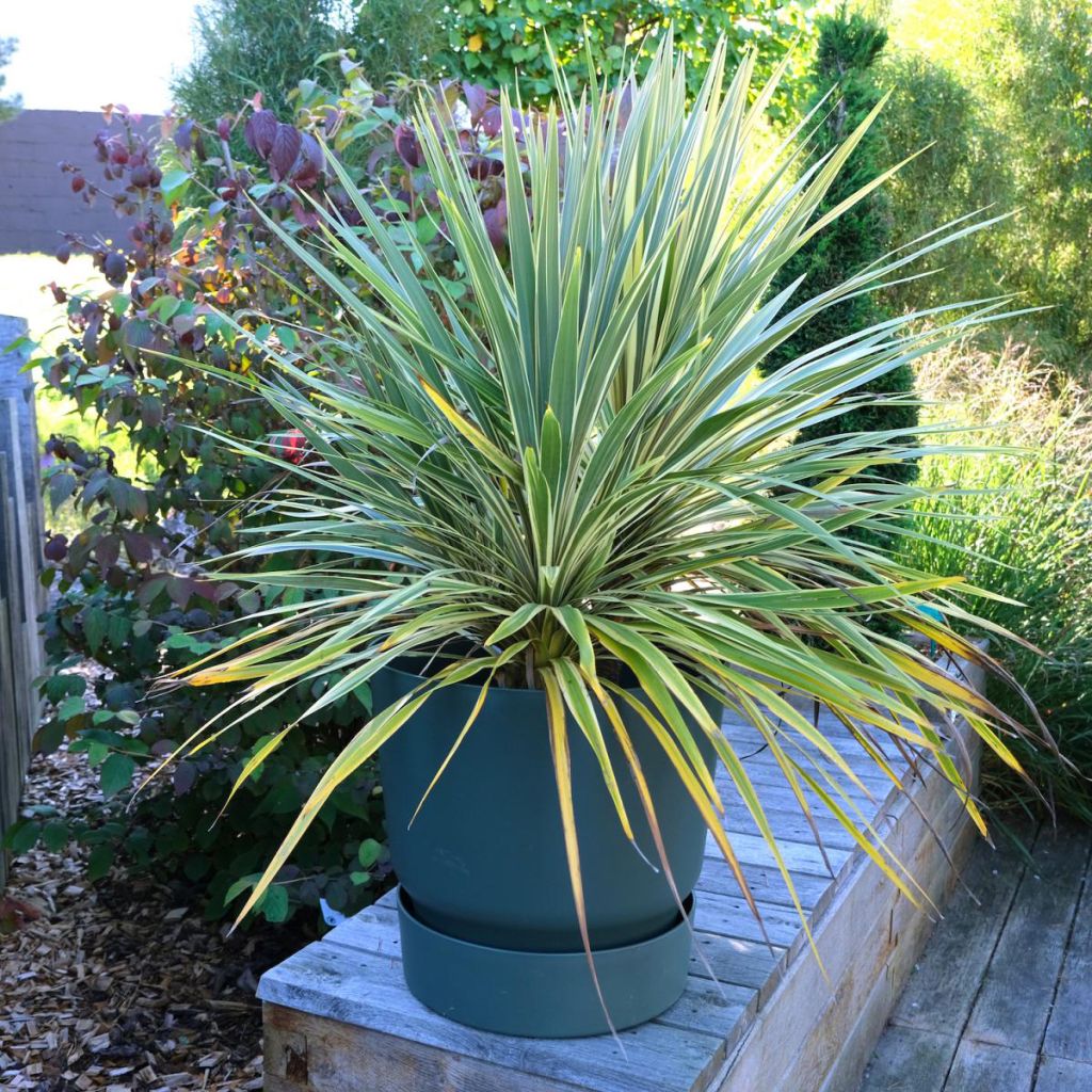 Cordyline australis Fantasy - Koolpalm