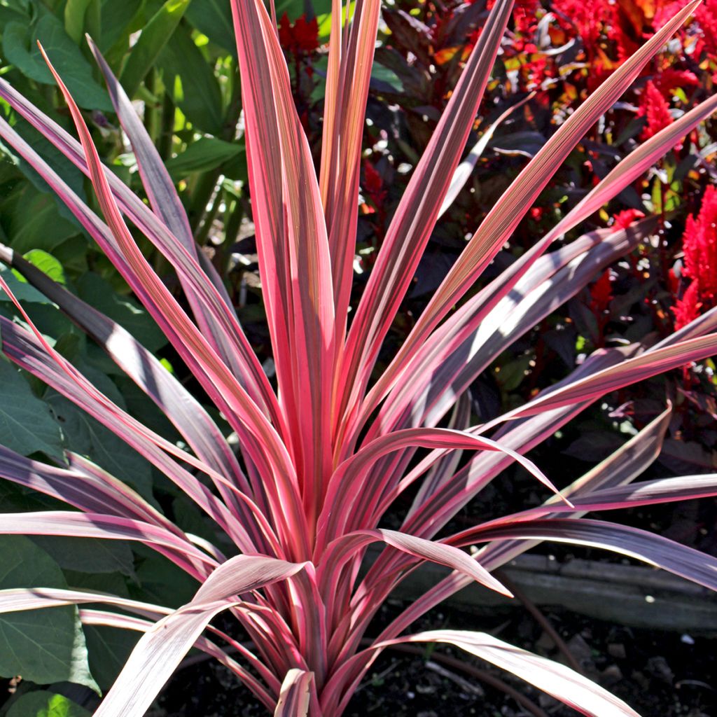 Cordyline Paso Doble - Koolpalm