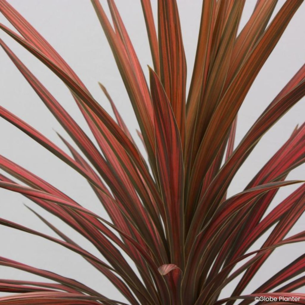 Cordyline australis Coral - Koolpalm