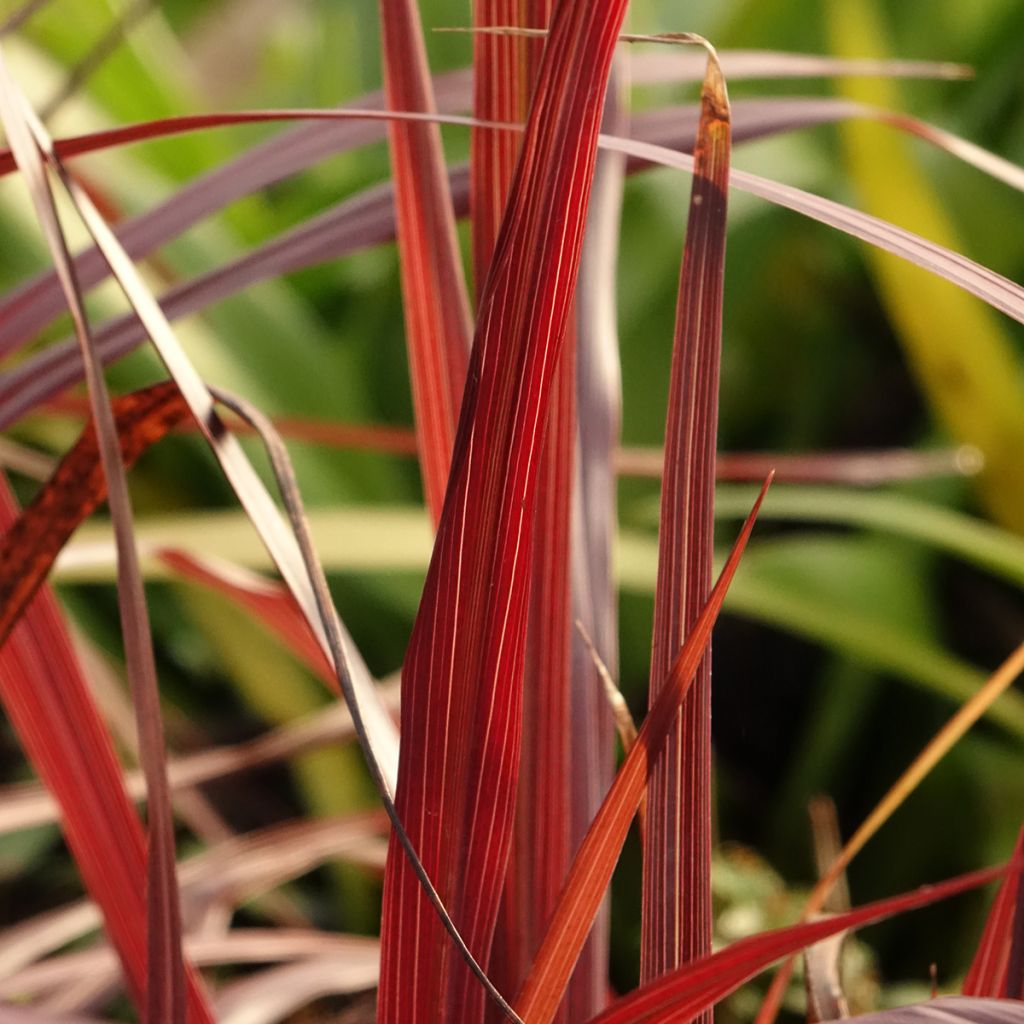 Cordyline australis Design a Line Burgundy - Koolpalm