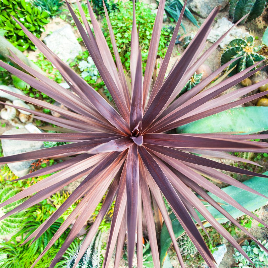 Cordyline australis Purpurea Group (zaad) - Koolpalm