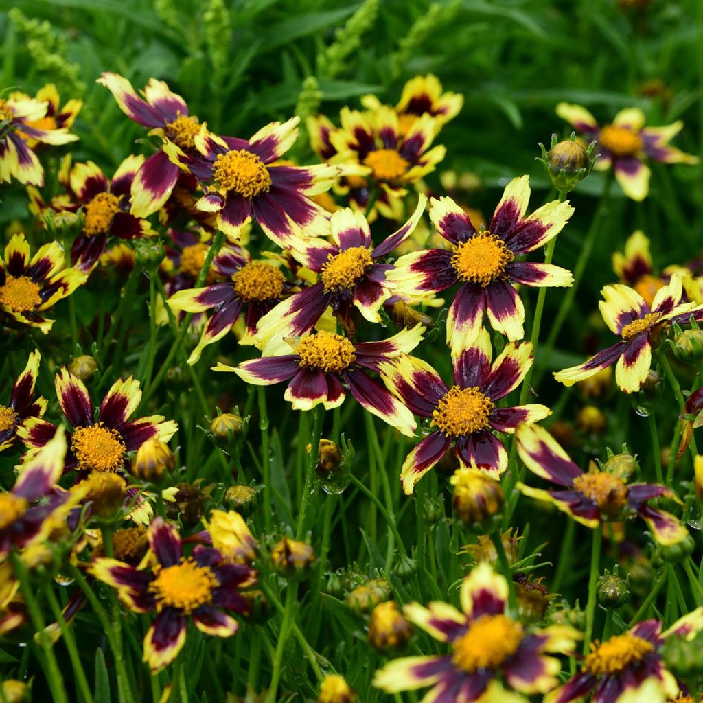 Coreopsis Cosmic Eye - Meisjesogen