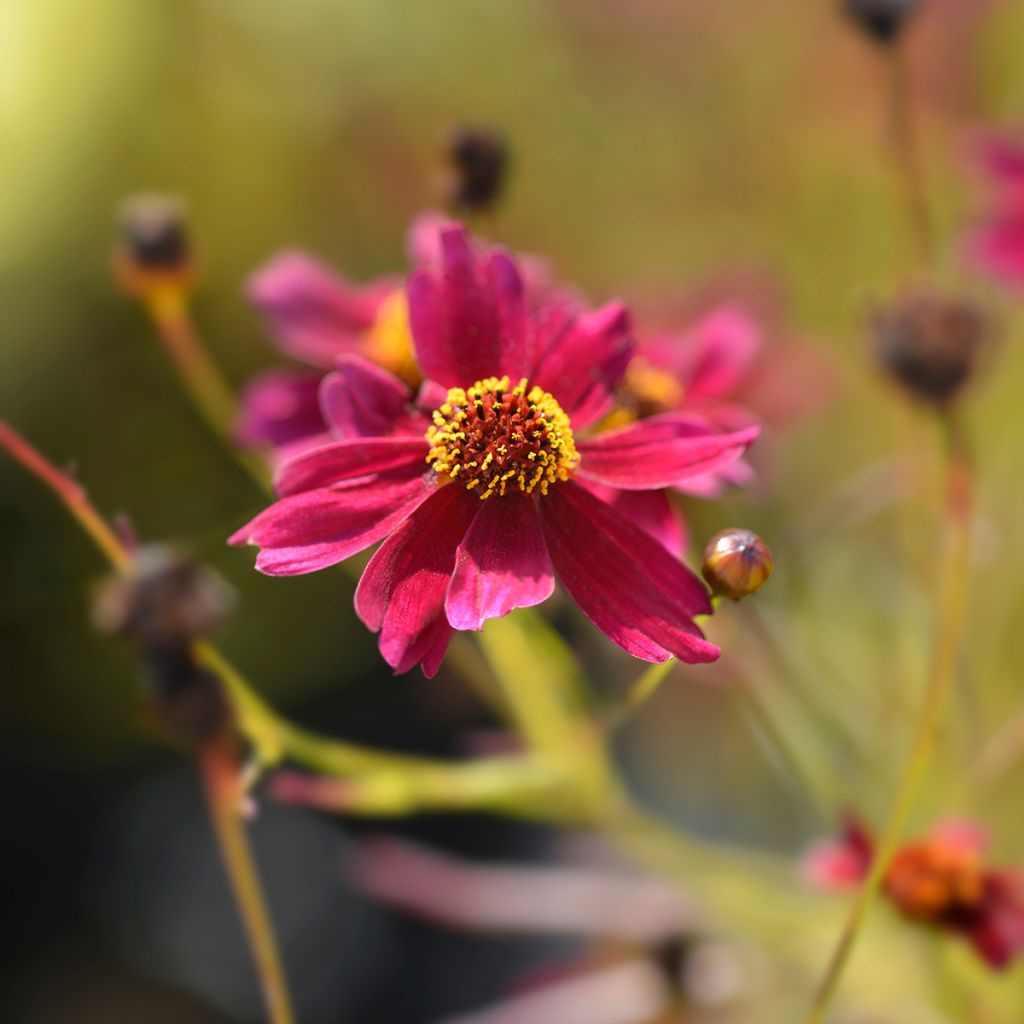 Coreopsis Red Satin - Meisjesogen