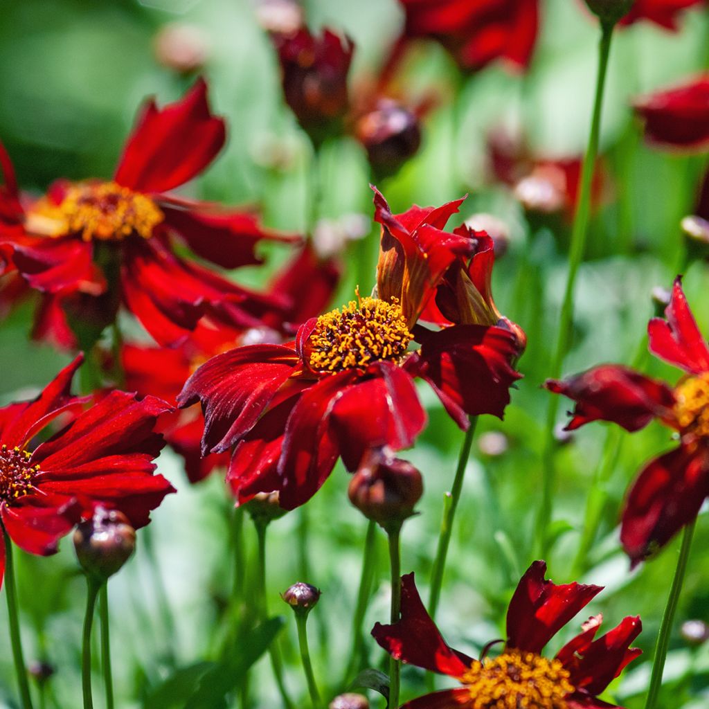 Coreopsis Red Satin - Meisjesogen