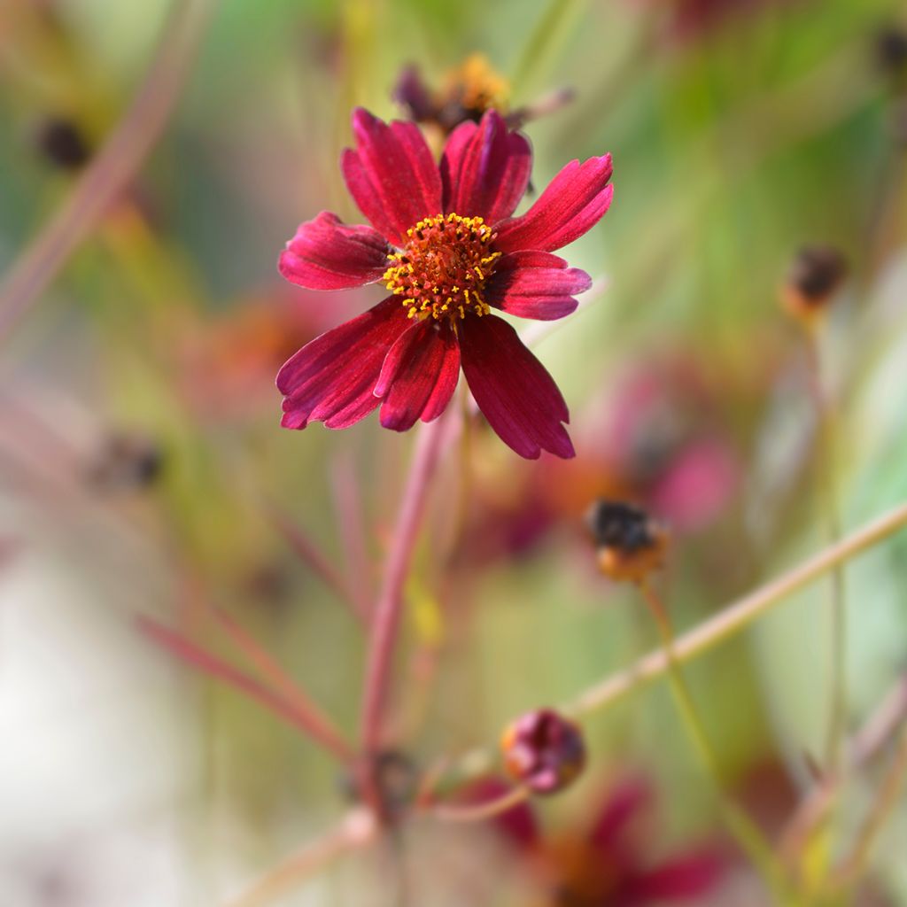 Coreopsis Red Satin - Meisjesogen