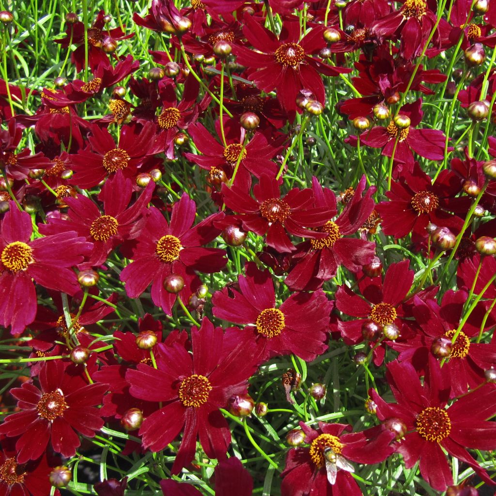 Coreopsis Ruby Red - Coréopsis à feuilles en aiguille