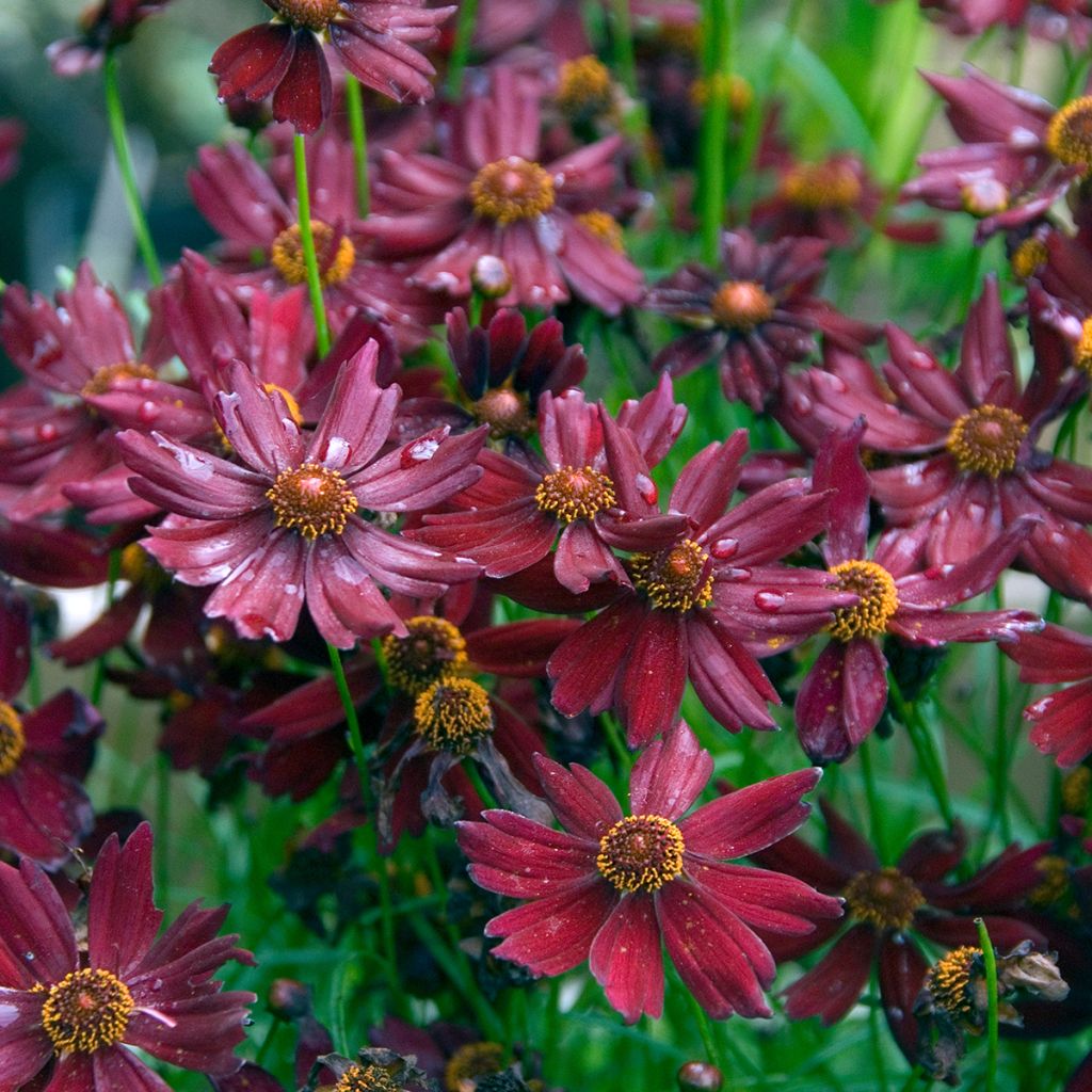 Coreopsis Ruby Red - Meisjesogen