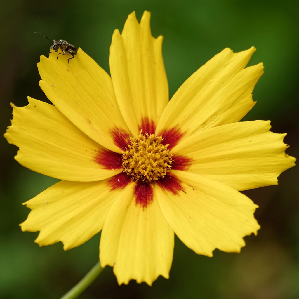 Coreopsis Tequila Sunrise