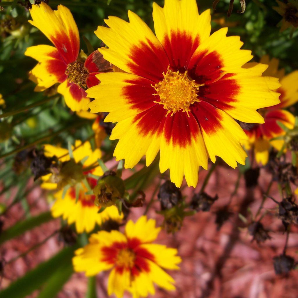 Coreopsis Uptick Gold and Bronze - Meisjesogen