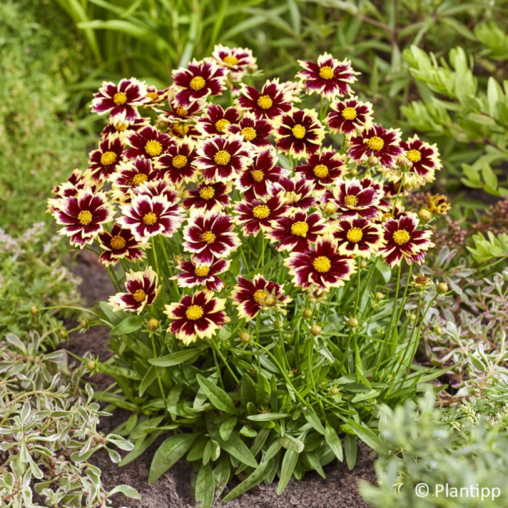 Coreopsis grandiflora Solar Fancy - Meisjesogen