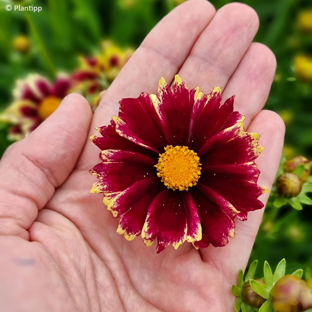 Coreopsis grandiflora Solar Fancy - Meisjesogen