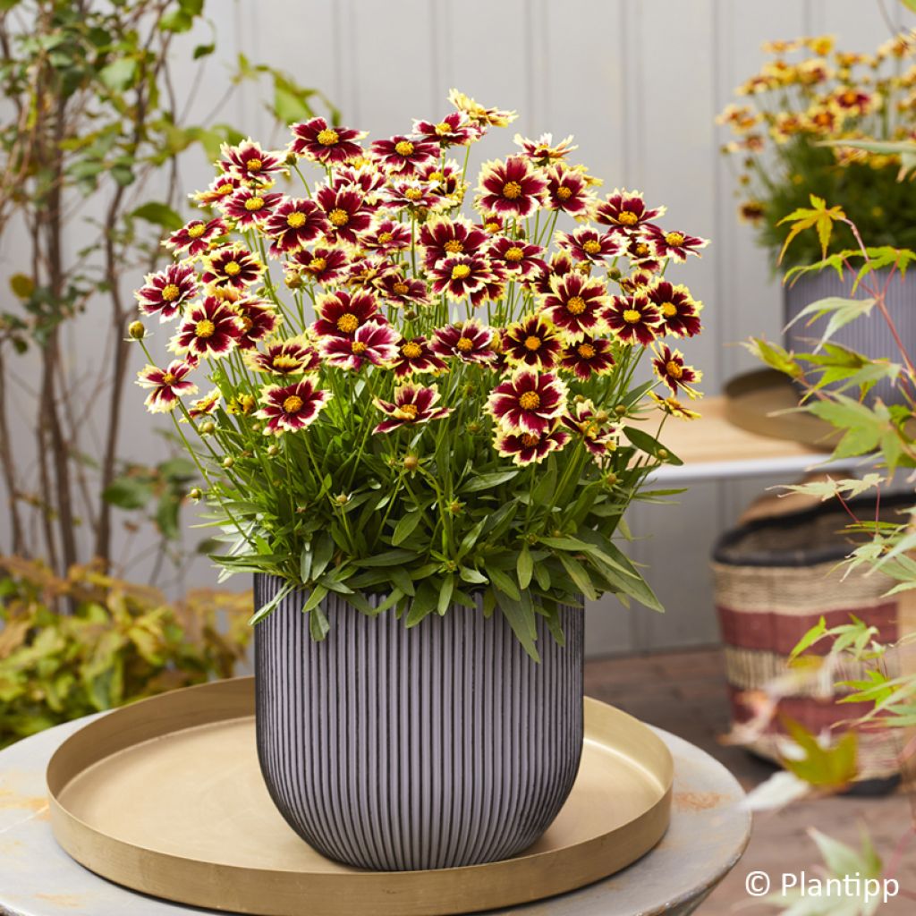 Coreopsis grandiflora Solar Fancy - Meisjesogen