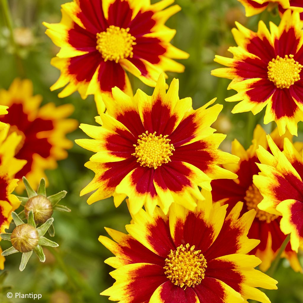 Coreopsis grandiflora Solar Jewel - Meisjesogen