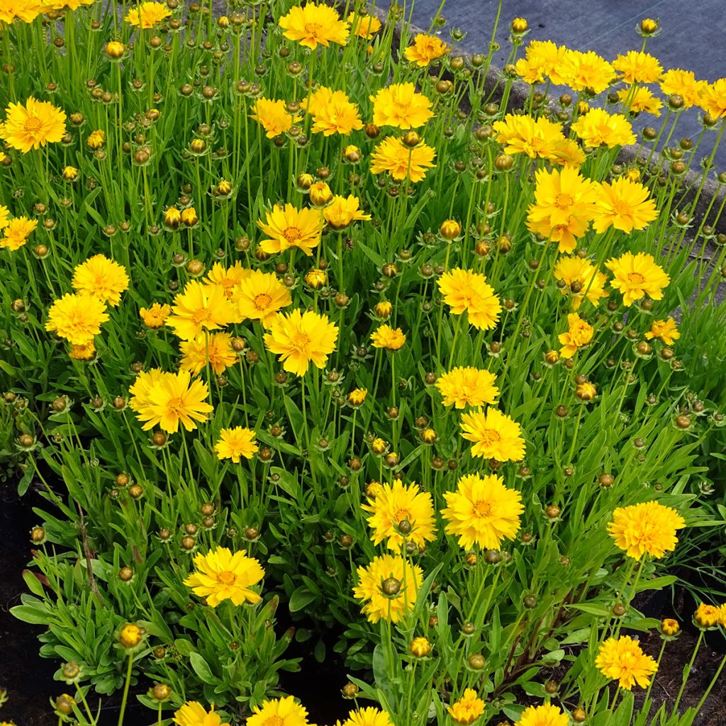 Coreopsis grandiflora Sunray - Coréopsis à grandes fleurs