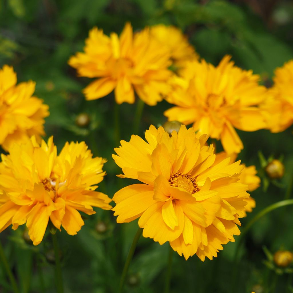 Coreopsis grandiflora Sunray - Meisjesogen