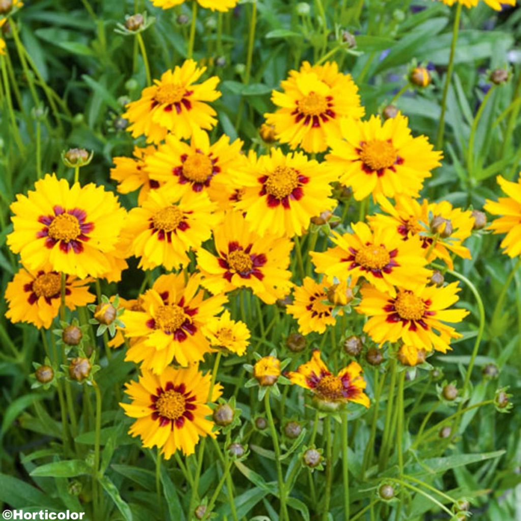 Coreopsis lanceolata Sterntaler - Meisjesogen
