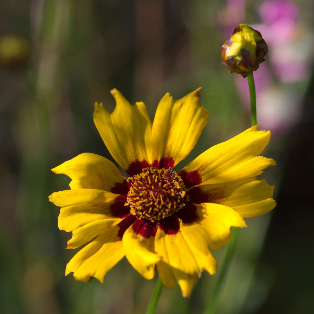 Coreopsis lanceolata Sterntaler - Meisjesogen