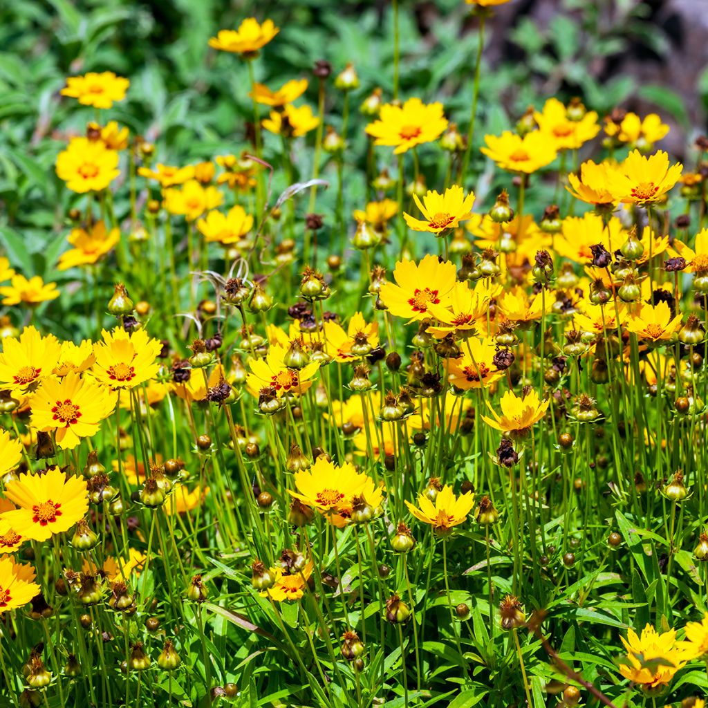 Coreopsis lanceolata Sterntaler - Meisjesogen