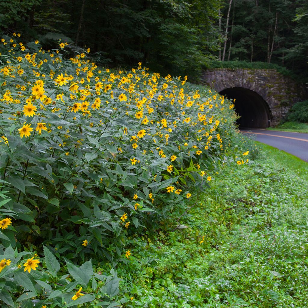 Coreopsis major - Meisjesogen
