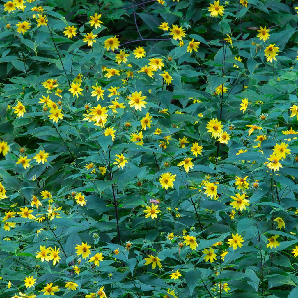 Coreopsis major - Meisjesogen