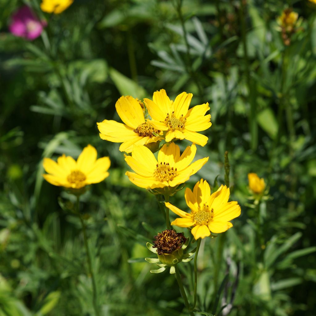 Coreopsis palmata - Meisjesogen