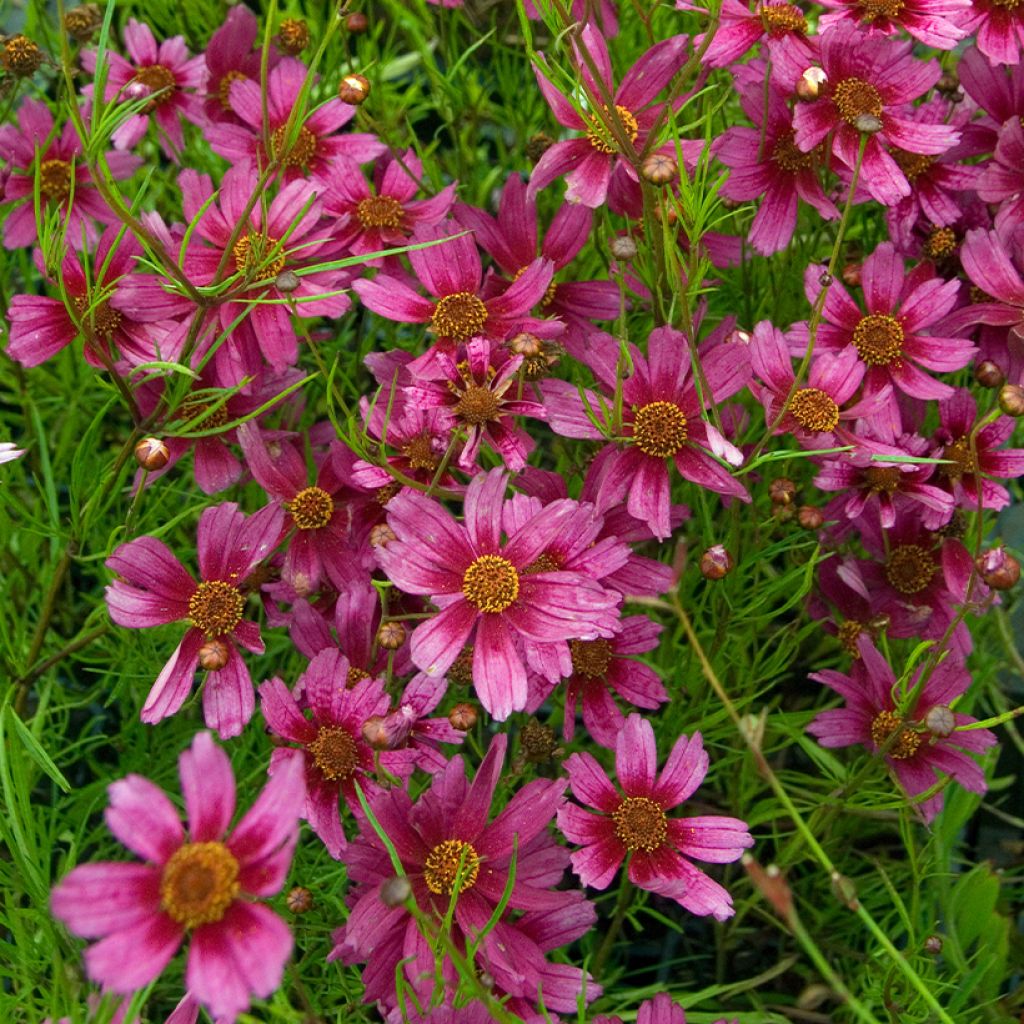 Coreopsis rosea Heaven's Gate - Roze meisjesogen