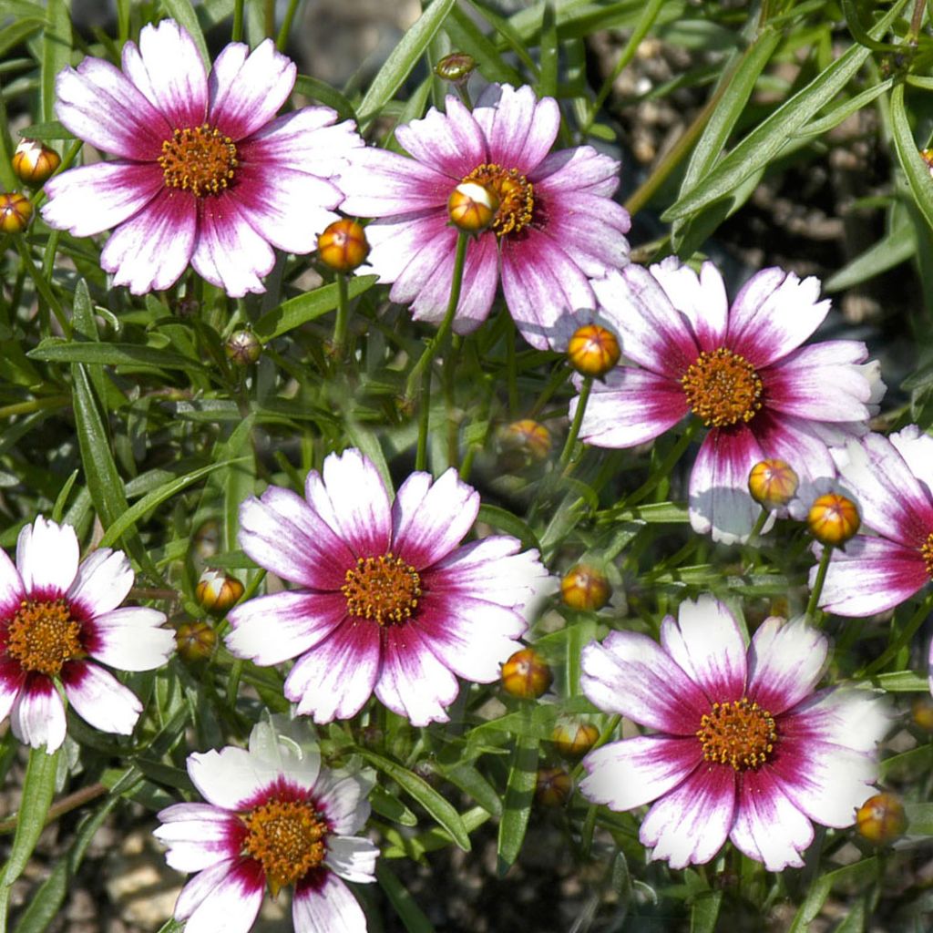 Coreopsis rosea Sweet Dreams - Coréopsis à fleurs blanc-crème et rouge framboise foncé